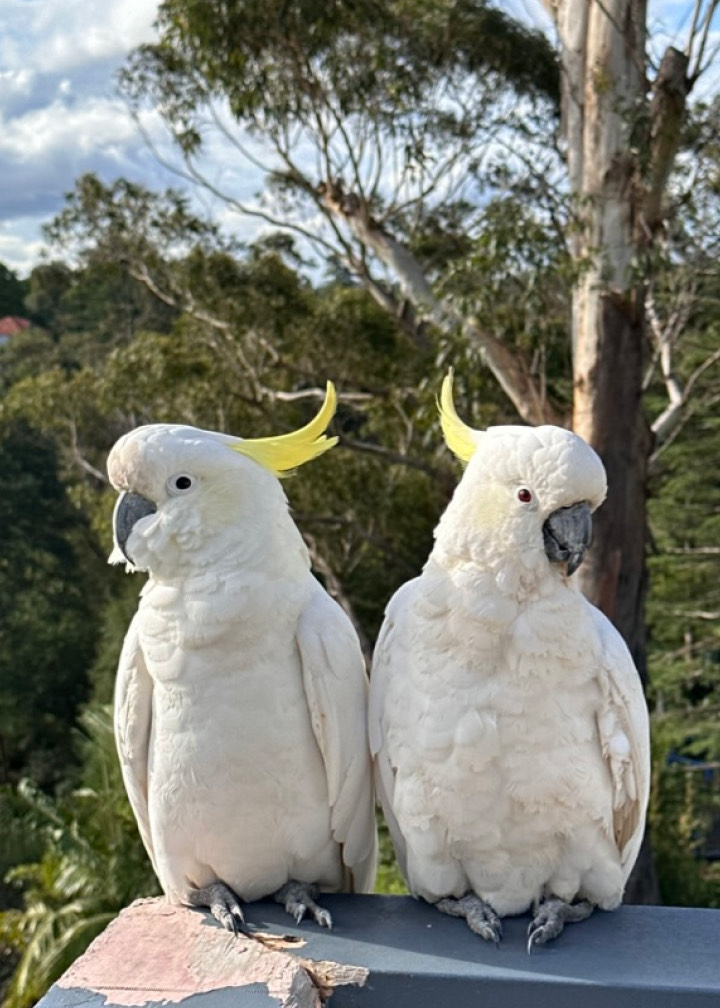 Cockatoo couple