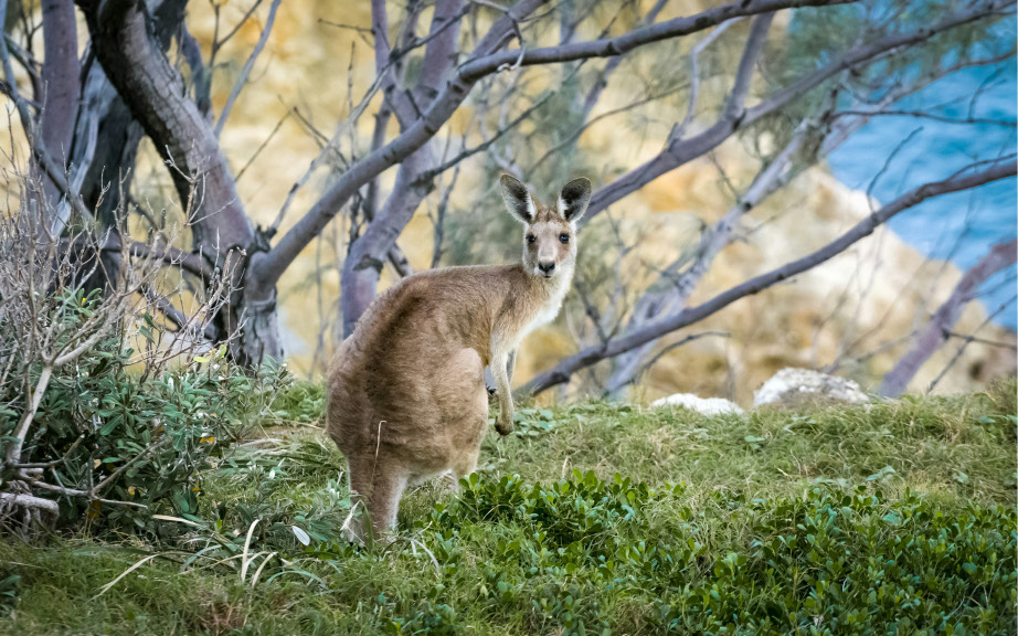 Kangaroo in the wild