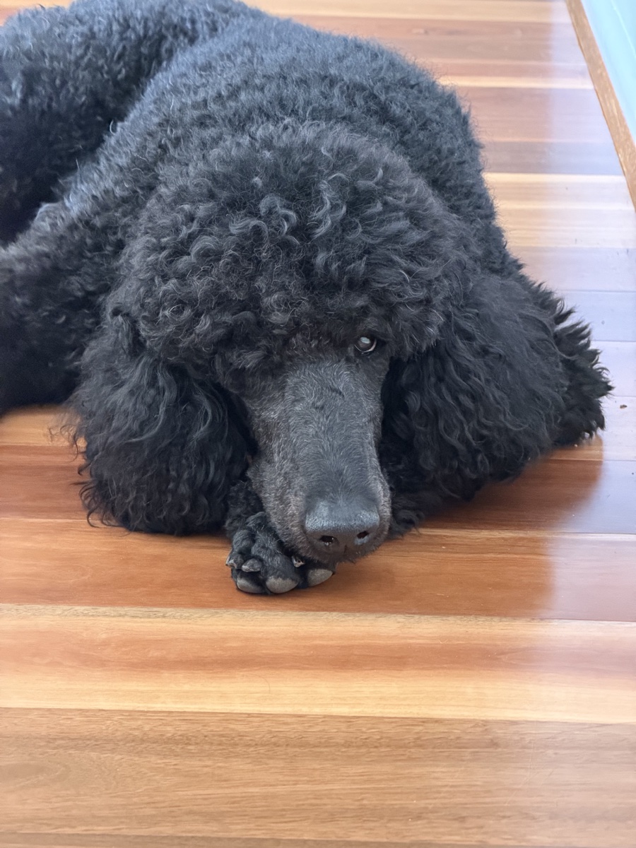 Truffle, Pichaya’s standard poodle